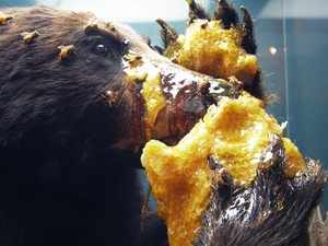 Что едят медведи в лесу