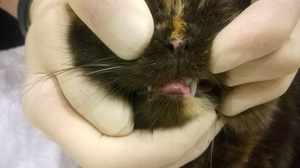 У кошки эозинофильная гранулема как лечить