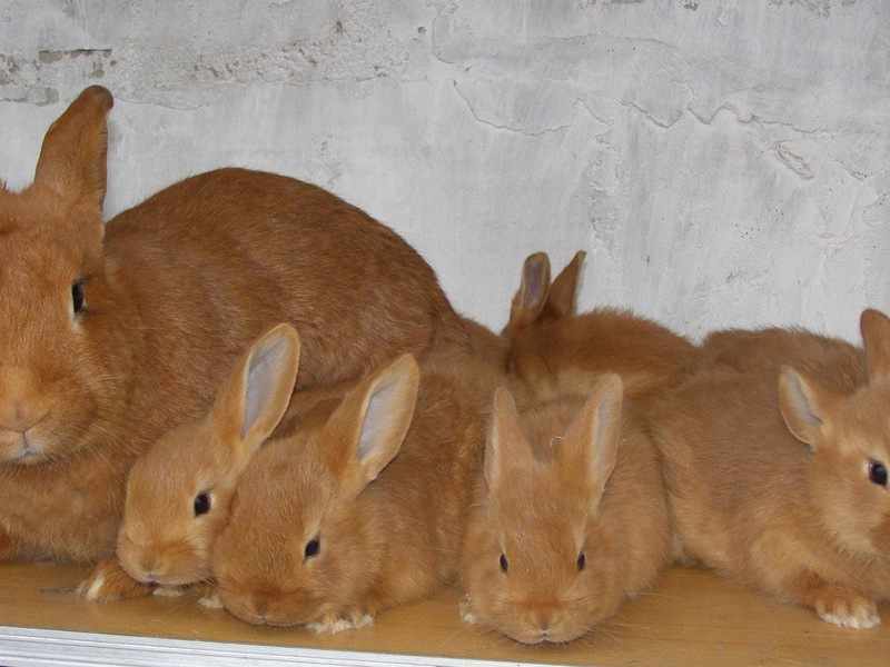 Ангорские кролики