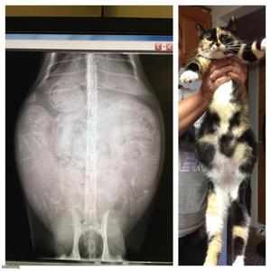 Диагностика беременности кошки 