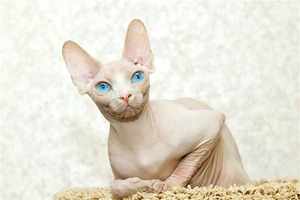 Белый кот породы сфинкс