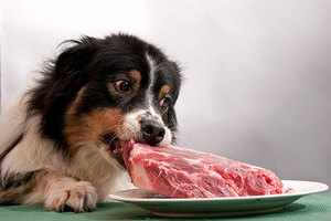 Собака должна ежедневно получать порцию белка
