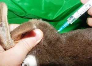 Моновакцины для иммунизации кроликов