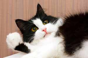 Черно-белая русская сибирская кошка