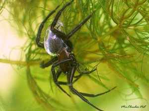 Интересное фото: паук-серебрянка в воде