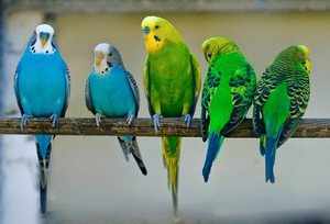 Группа волнистых попугаев