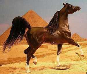 Конь породы арабский скакун 