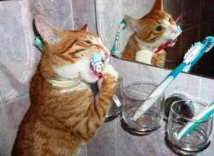 Чистим зубы коту - как и зачем это делать