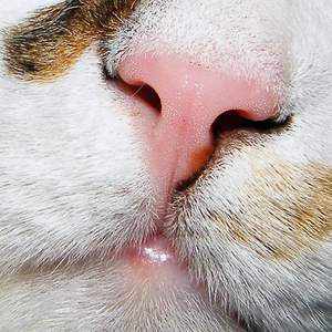 Каким должен быть нос у кошки