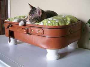 Спальное место для кота из чемодана