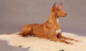 Фараонова собака - особенности животного