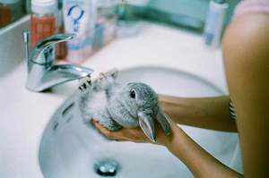 Как купать кроликов