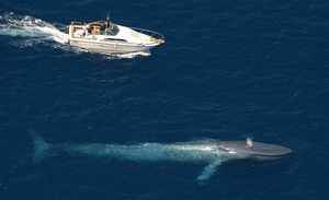 Животное великан - синий кит