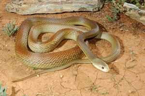 Змея Тайпан, описание прибрежного тайпана