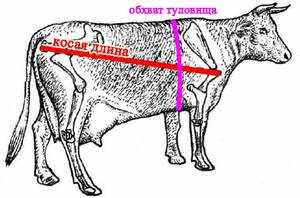 Вес коровы