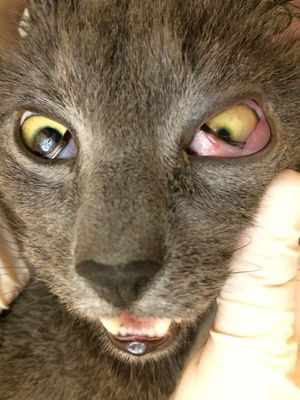 Симптомы заболевания у кошек