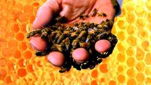 Из чего состоит пчелиный яд