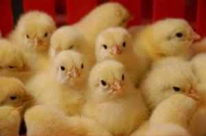 Бройлерные цыплята - как выращивать в домашних условиях