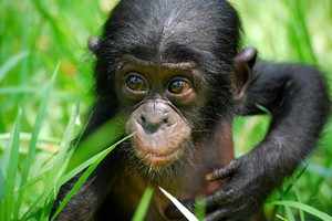 Обезьяна бонобо