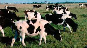 Холмогорская молочная порода коров