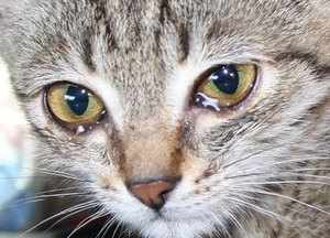 Ярко выраженная слезливость глаз у кошки - причины