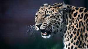 Дальневосточный леопард – что это за животное