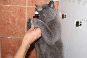 Серый кот нюхает валерьянку
