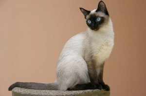 Тайская кошка и ее характер