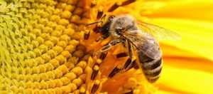 Как быть при укусе пчелы