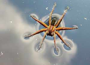 Передвижение паука серебрянки по суше и воде