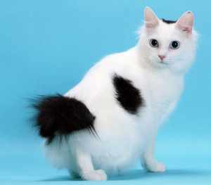 Кошка японский бобтейл -интересная кошка