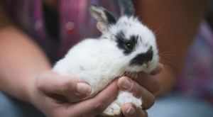 Срок жизни кролика в домашних условиях