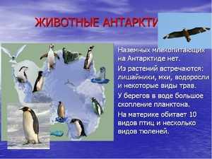 Уникальные животные Антарктиды