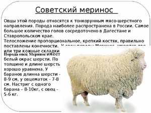 Редкие породы овец