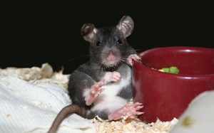 Продукты питания для крыс