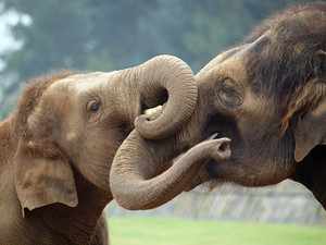 Слоны любят обниматься хоботами