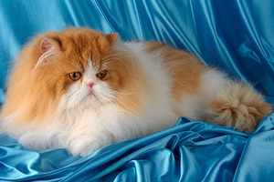 Содержание персидских кошек и уход за ними