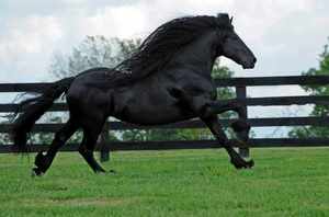 Самые необычно красивые лошади
