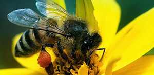 Сколько может жить пчела