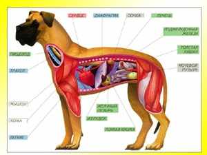 Строение тела собаки