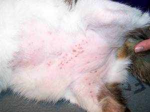 Какими болезнями могут болеть кошки