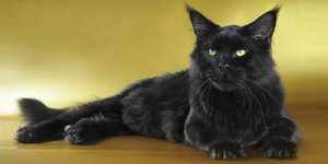 Черная кошка мейн-кун - маленькая пантера