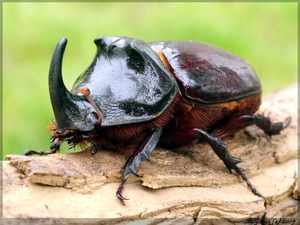 Внешний вид жука носорога