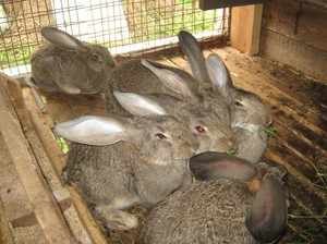 Как содержать кроликов