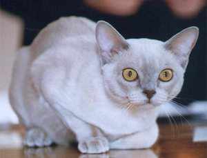 Бурманская кошка: разновидности окраса