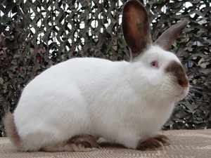 Калифорнийский кролик - возможные расцветки