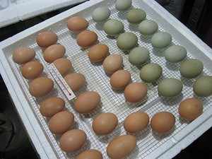 Распространенные ошибки при инкубации яиц