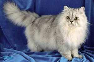 Персидская кошка считается ленивой и ласковой