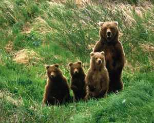 Бурая медведица - размножение и образ жизни