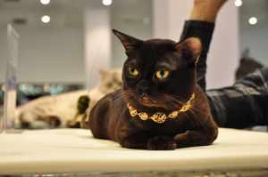 Бурманская кошка: правила кормления